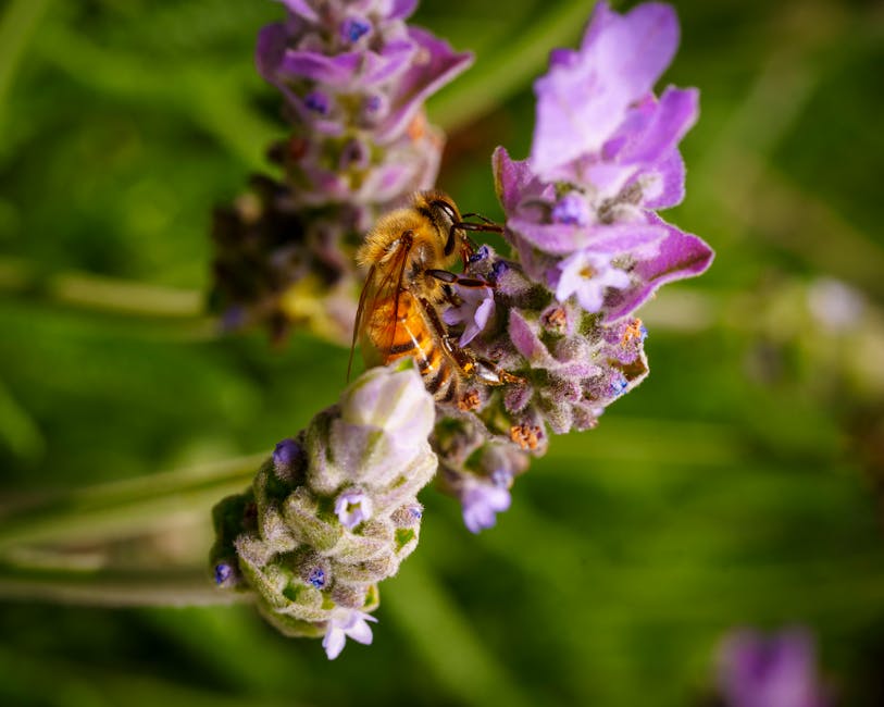 Miel de lavande avec fleurs de Provence